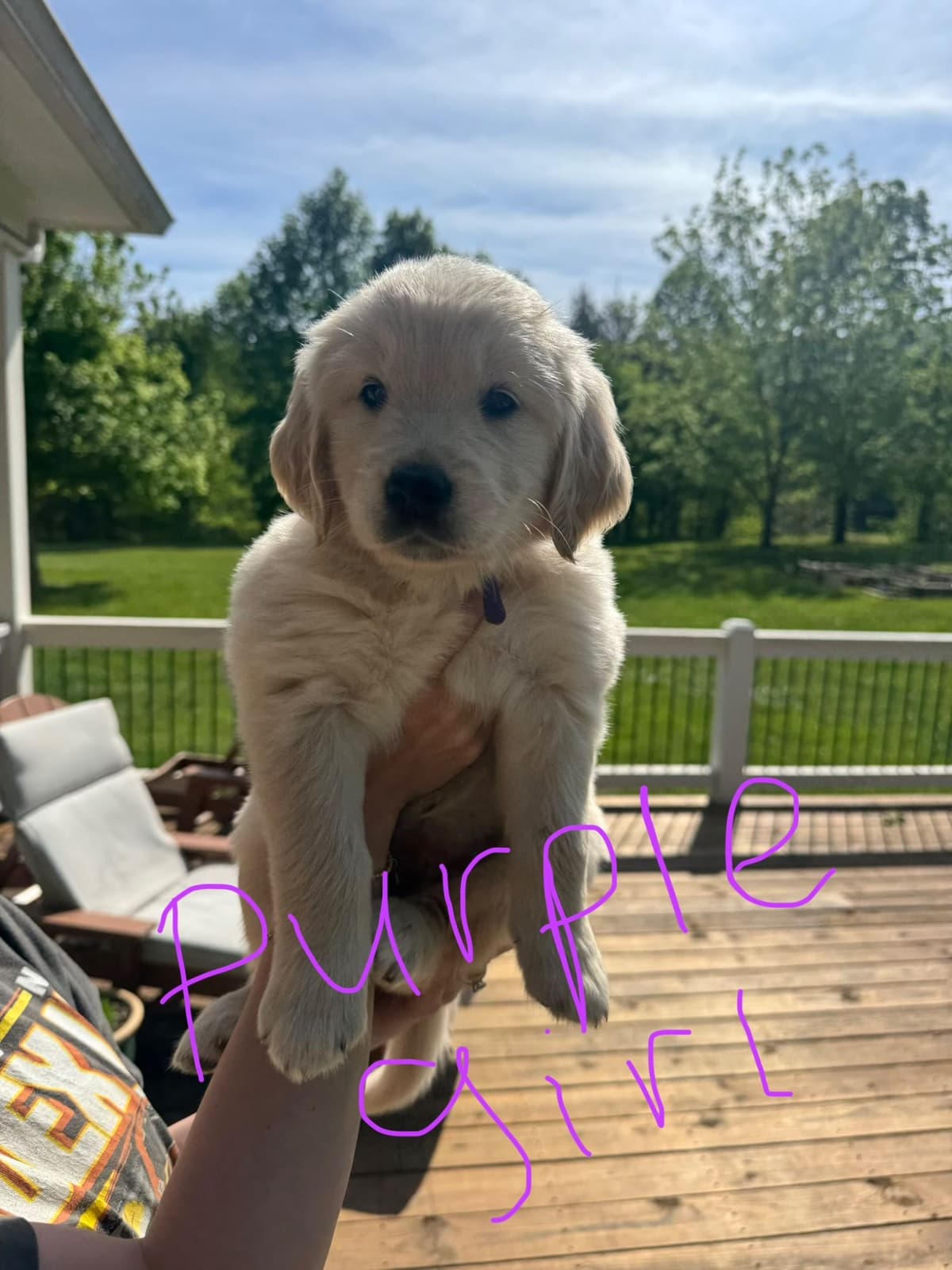 Golden Retriever Puppies breeder image 3