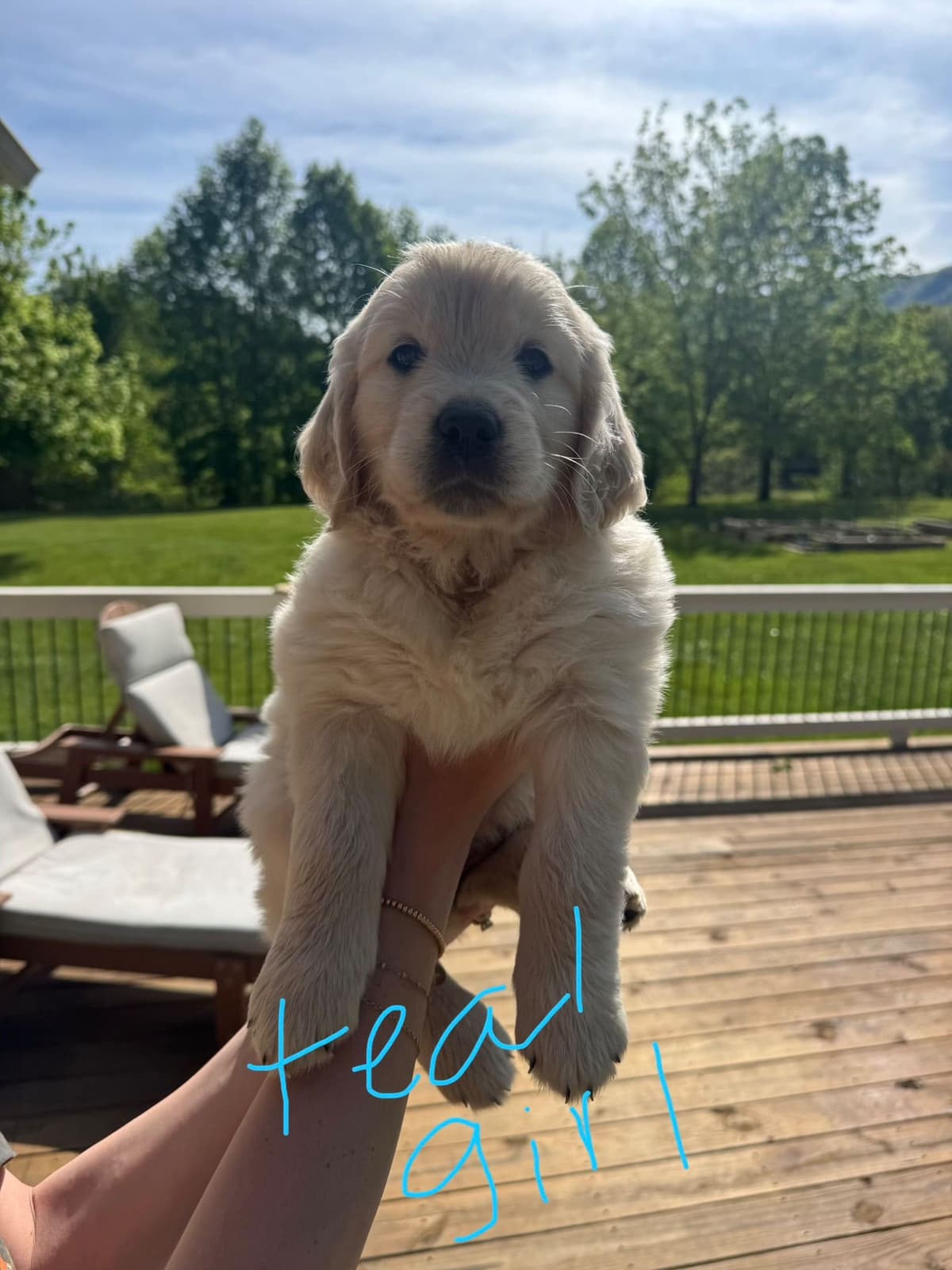 Golden Retriever Puppies breeder image 4