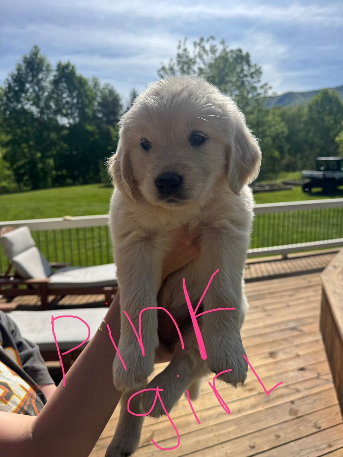 Golden Retriever Puppies breeder image 5