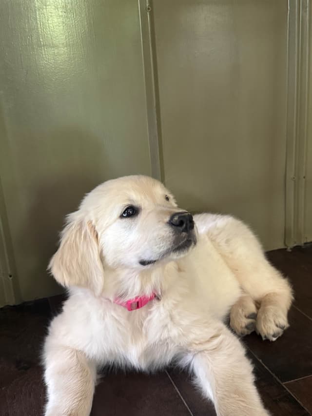 Golden Retriever Puppies media 2