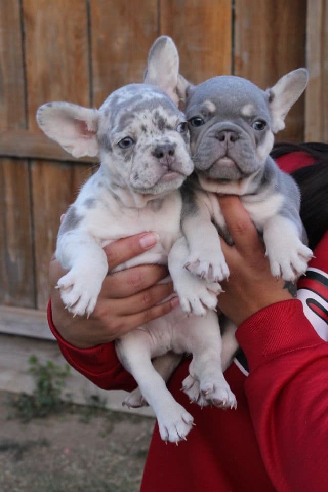 French Bulldog Puppies breeder image 1