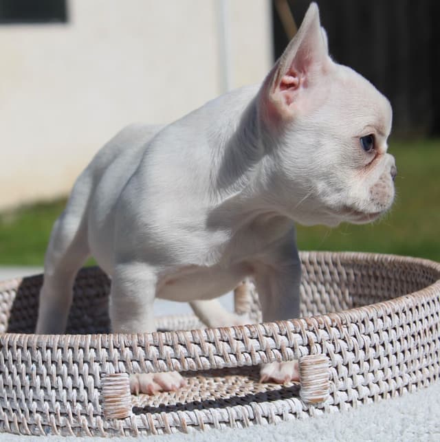 French Bulldog Puppies media 2