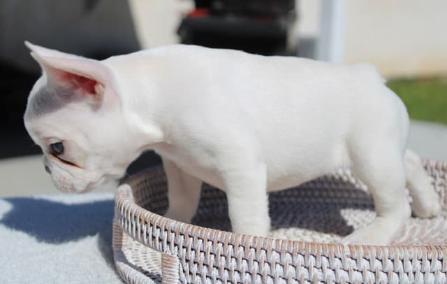 French Bulldog Puppies media 3