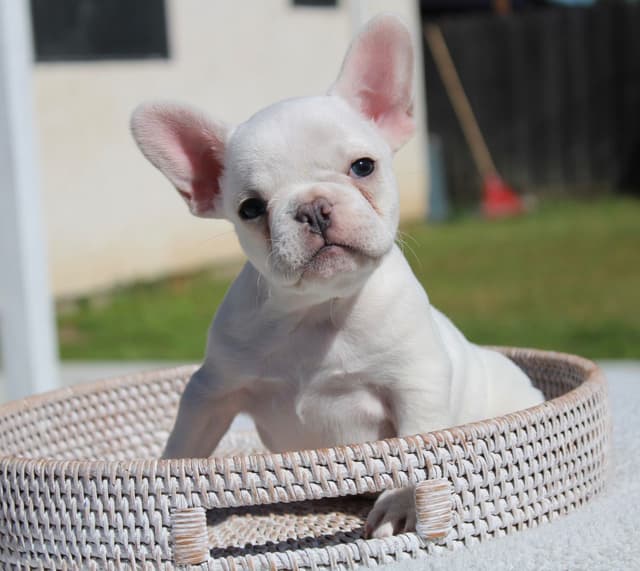 French Bulldog Puppies media 4