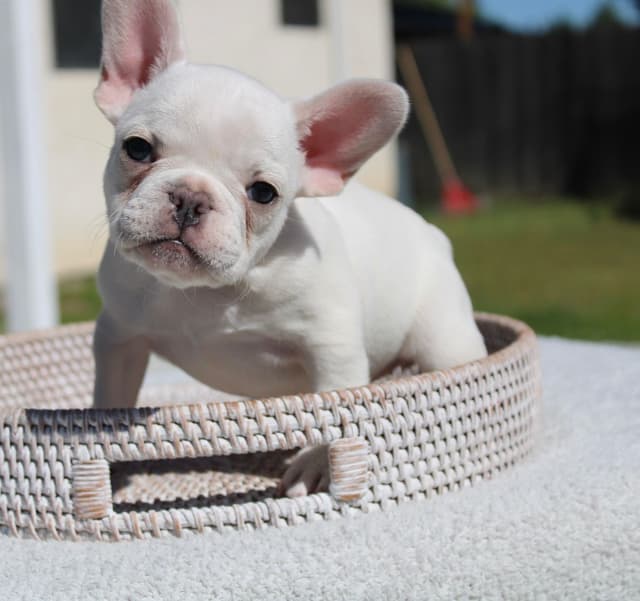 French Bulldog Puppies media 5