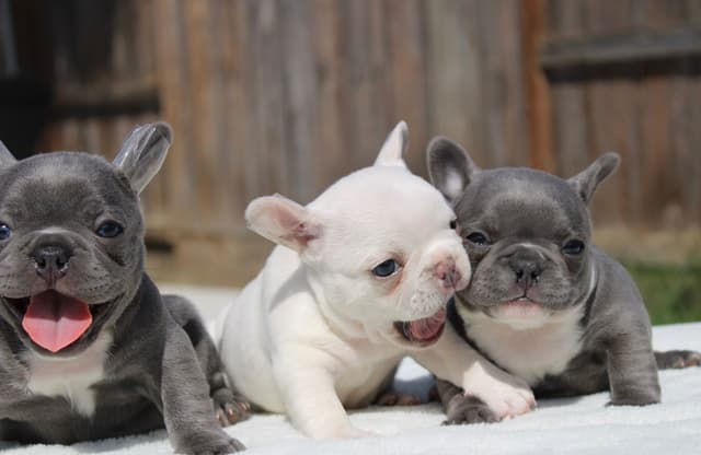 French Bulldog Puppies media 6
