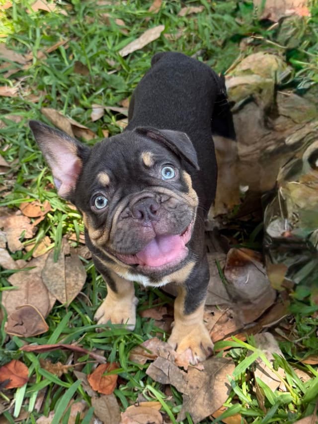 Blue, Fawn & Lilac French Bulldog Puppies media 5