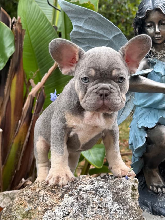 Blue, Fawn & Lilac French Bulldog Puppies media 4