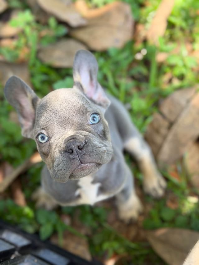 Blue, Fawn & Lilac French Bulldog Puppies media 7