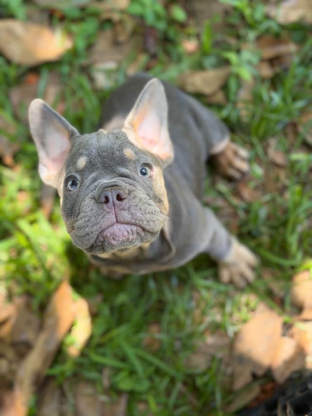 Blue, Fawn & Lilac French Bulldog Puppies media 6