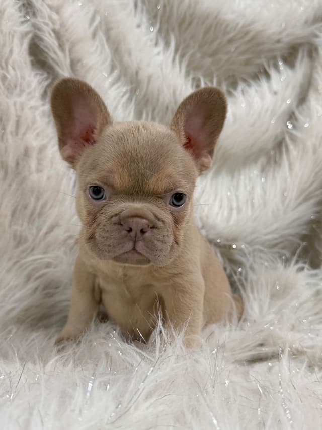 Blue, Fawn & Lilac French Bulldog Puppies media 10