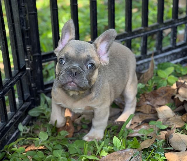 Blue, Fawn & Lilac French Bulldog Puppies media 9