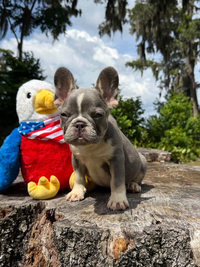 Blue, Fawn & Lilac French Bulldog Puppies media 12