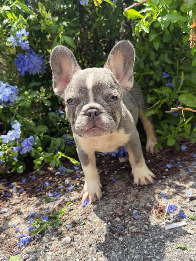 Blue, Fawn & Lilac French Bulldog Puppies media 11