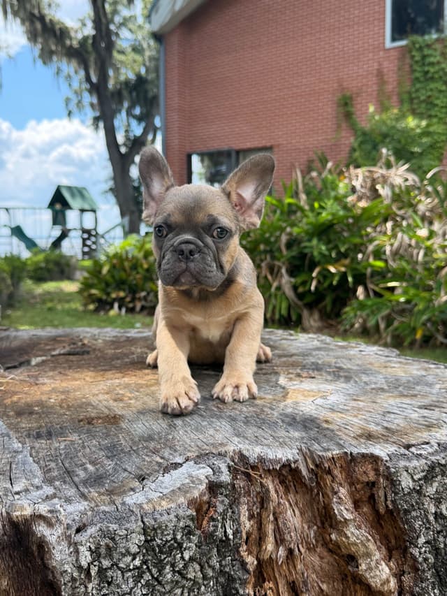 Blue, Fawn & Lilac French Bulldog Puppies media 13