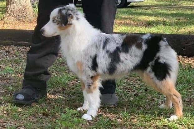 Versatile Miniature American Shepherd Puppies breeder image 3