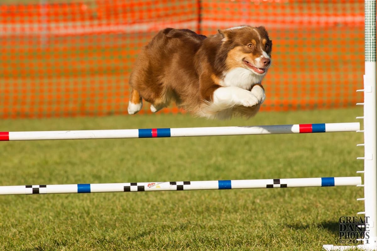 Versatile Miniature American Shepherd Puppies breeder image 8