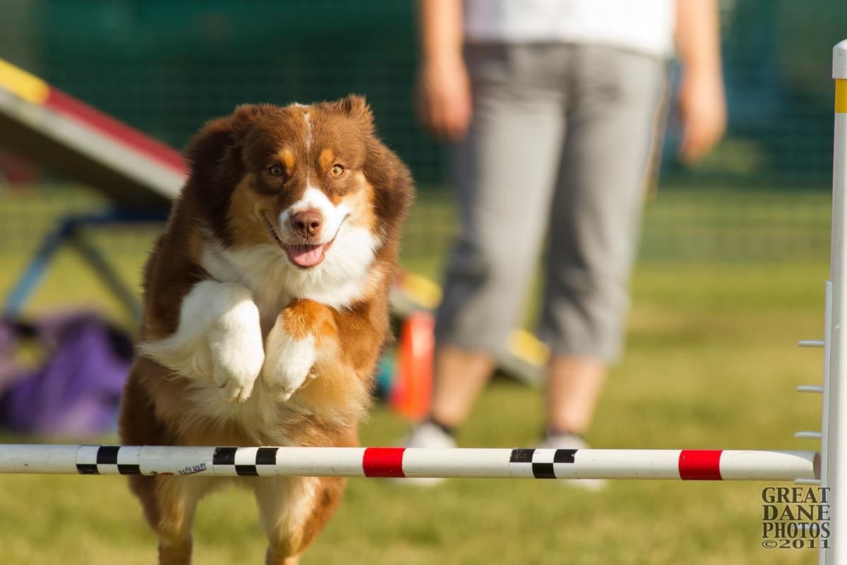 Versatile Miniature American Shepherd Puppies breeder image 7