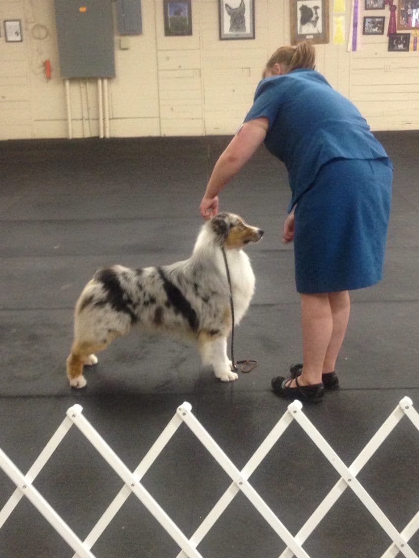 Versatile Miniature American Shepherd Puppies breeder image 4