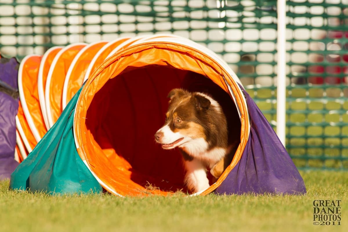 Versatile Miniature American Shepherd Puppies breeder image 5