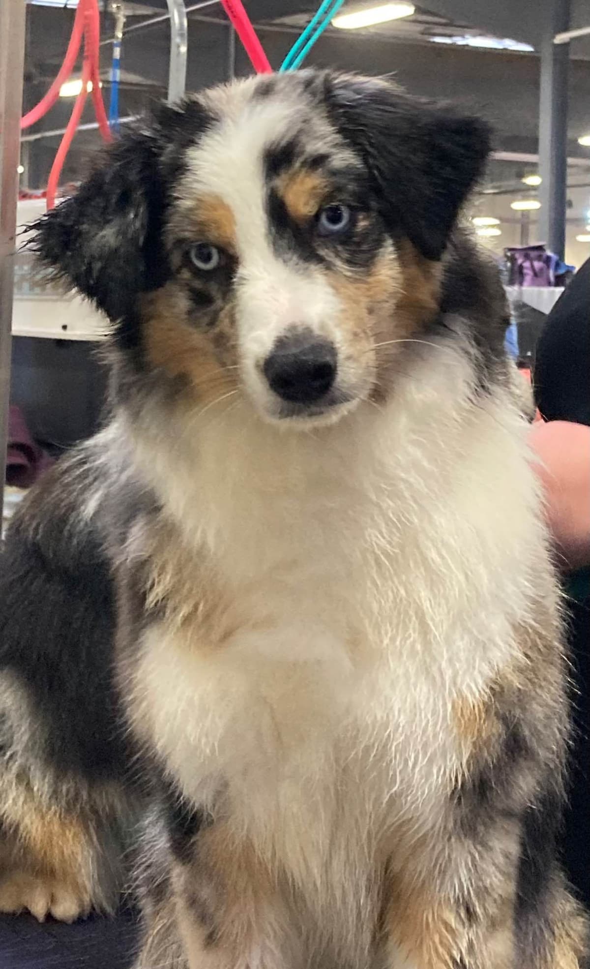 Versatile Miniature American Shepherd Puppies breeder image 9