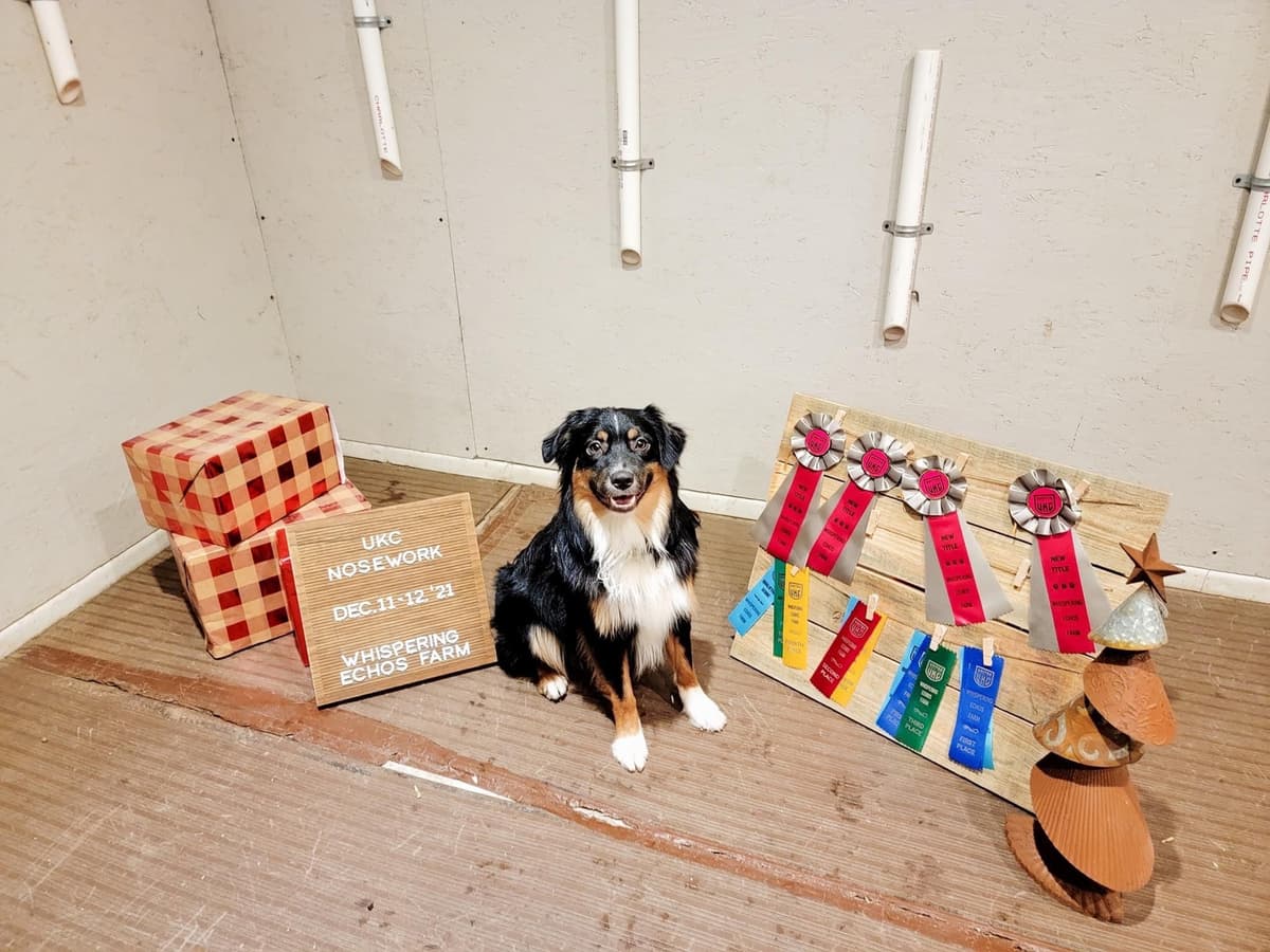 Versatile Miniature American Shepherd Puppies breeder image 11
