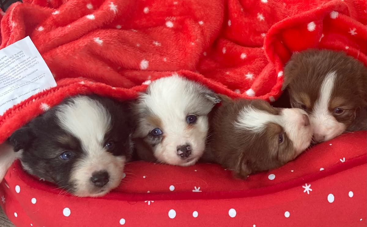 Versatile Miniature American Shepherd Puppies breeder image 14