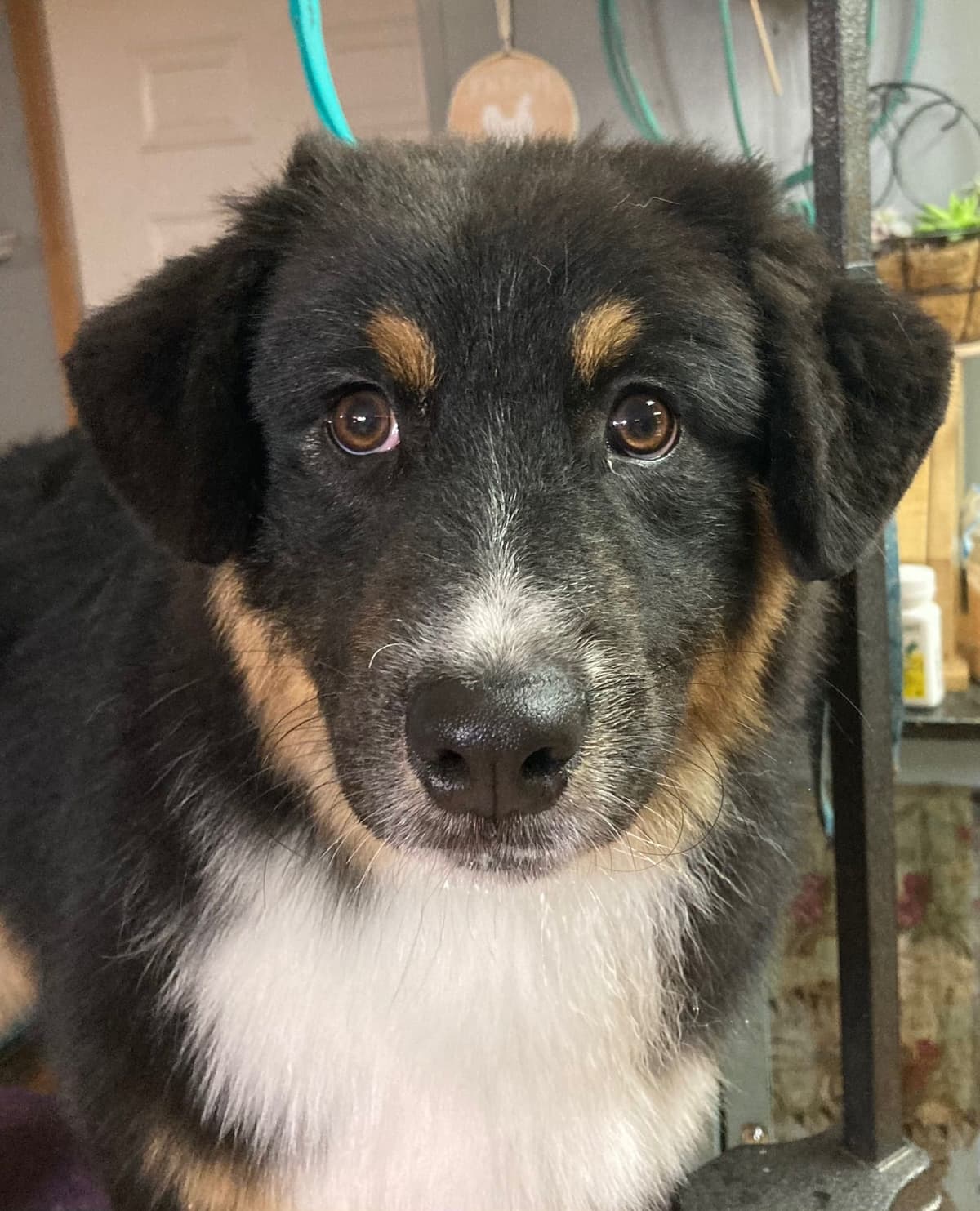 Versatile Miniature American Shepherd Puppies breeder image 13