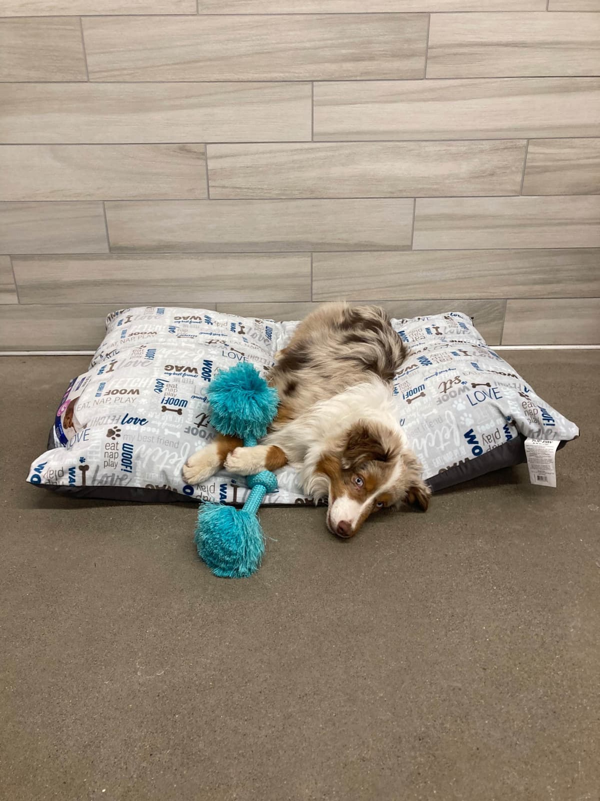 Versatile Miniature American Shepherd Puppies breeder image 15