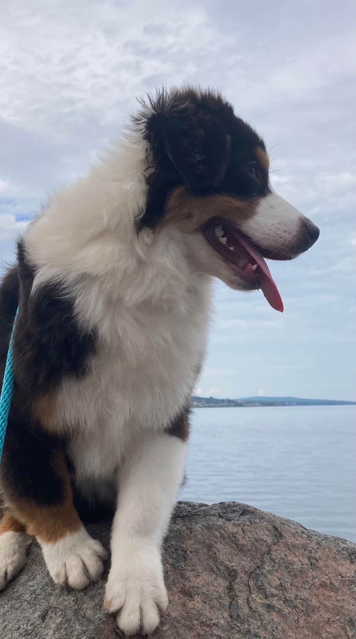 Versatile Miniature American Shepherd Puppies breeder image 16