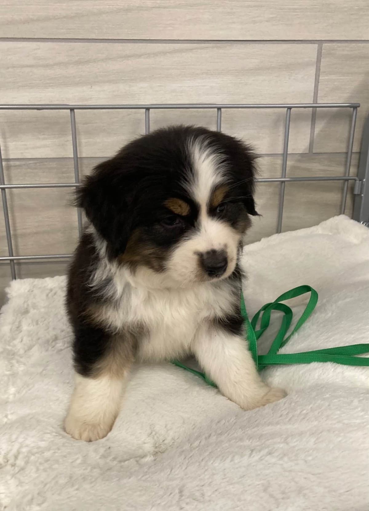 Versatile Miniature American Shepherd Puppies breeder image 18