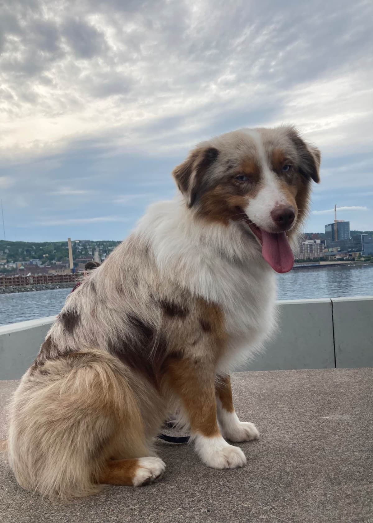 Versatile Miniature American Shepherd Puppies breeder image 17