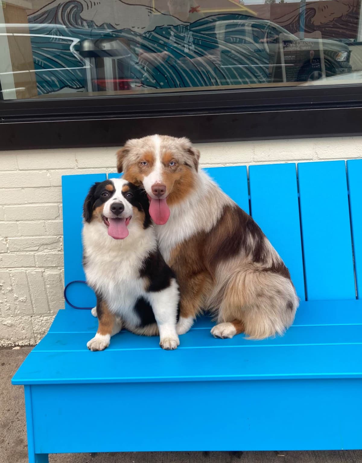 Versatile Miniature American Shepherd Puppies breeder image 2