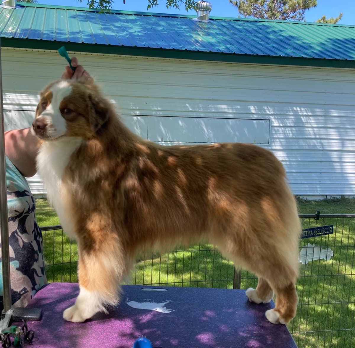 Versatile Miniature American Shepherd Puppies breeder image 20