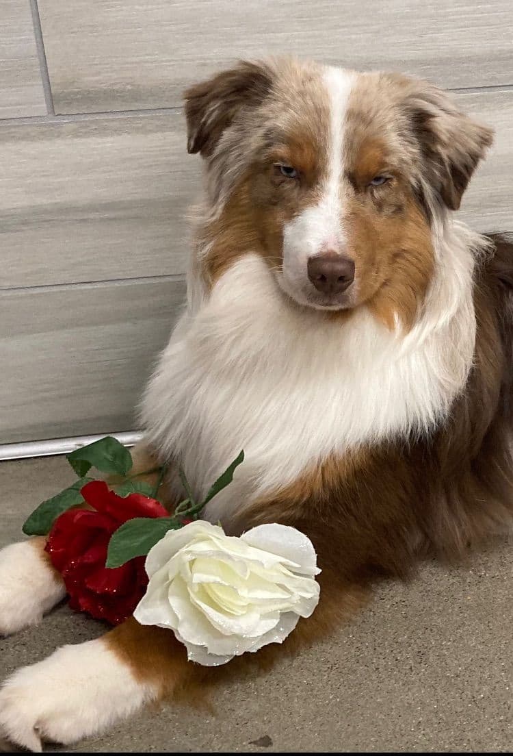 Versatile Miniature American Shepherd Puppies breeder image 19