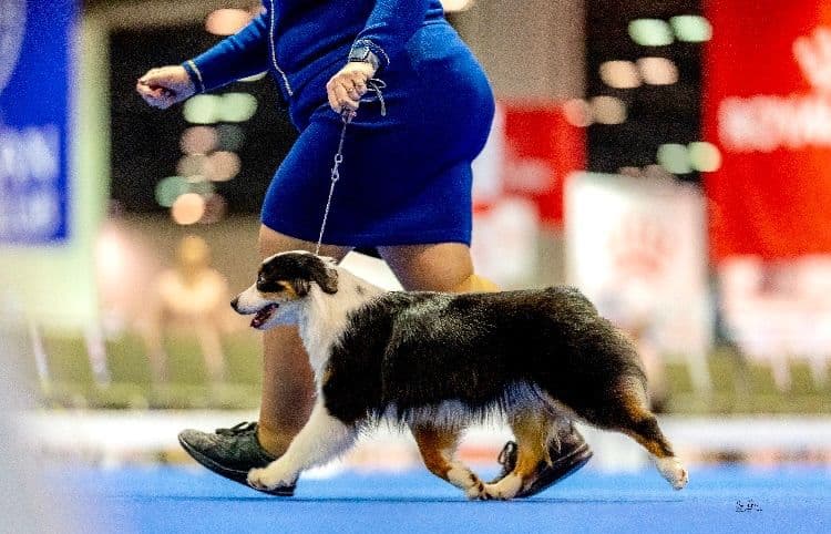 Versatile Miniature American Shepherd Puppies breeder image 26