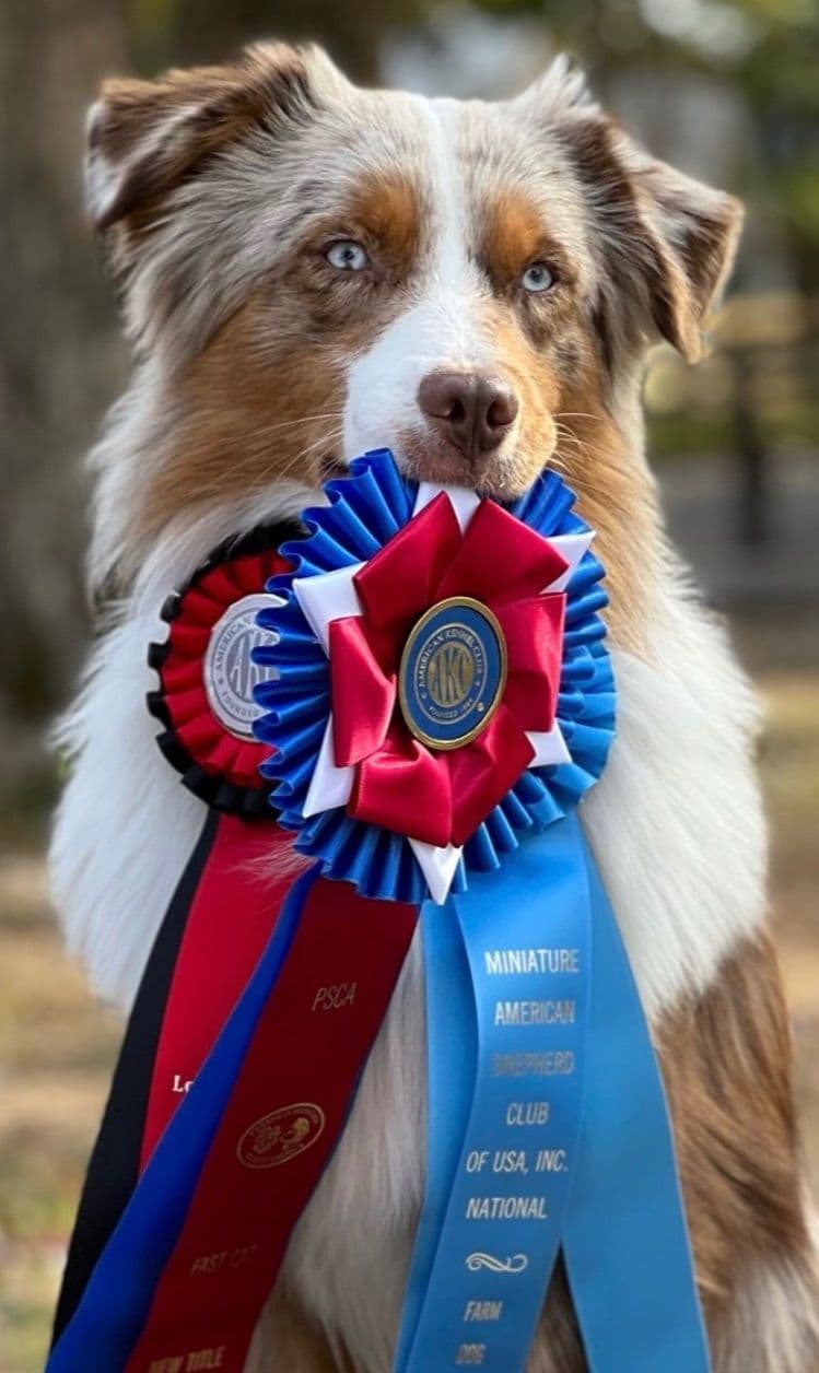 Versatile Miniature American Shepherd Puppies breeder image 1