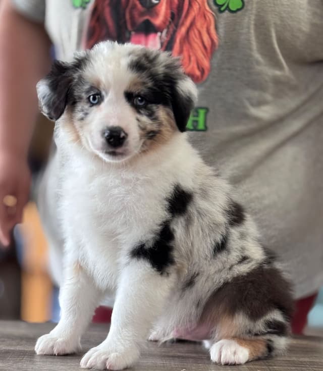 Versatile Miniature American Shepherd Puppies media 3