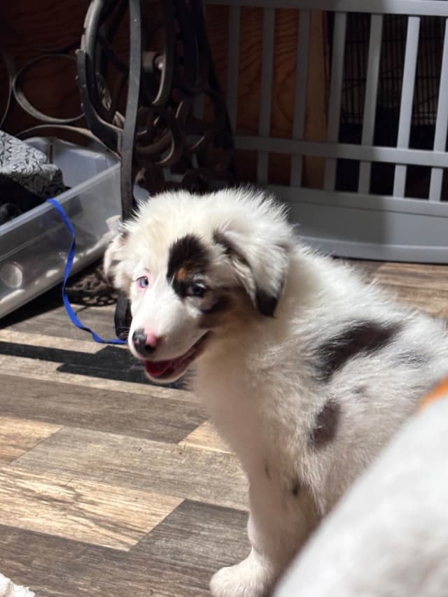 Versatile Miniature American Shepherd Puppies media 4