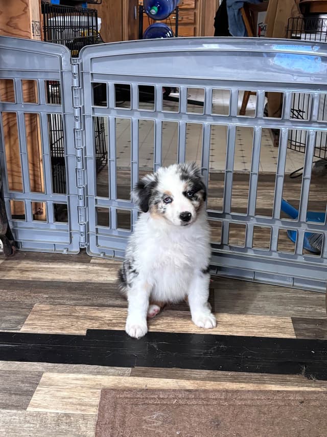 Versatile Miniature American Shepherd Puppies media 6