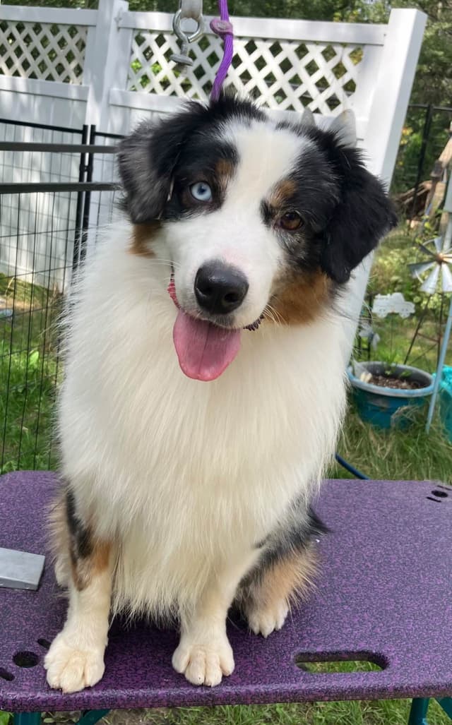 Versatile Miniature American Shepherd Puppies media 7
