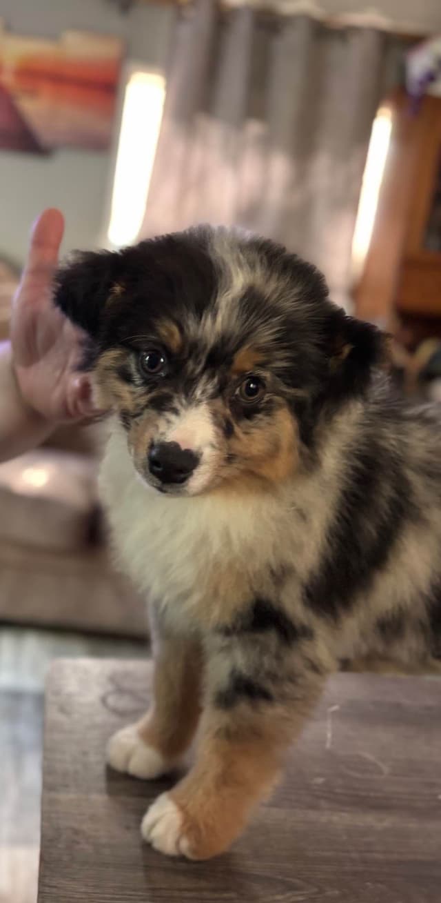 Miniature American Shepherd Puppies media 4