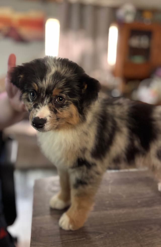 Miniature American Shepherd Puppies media 6