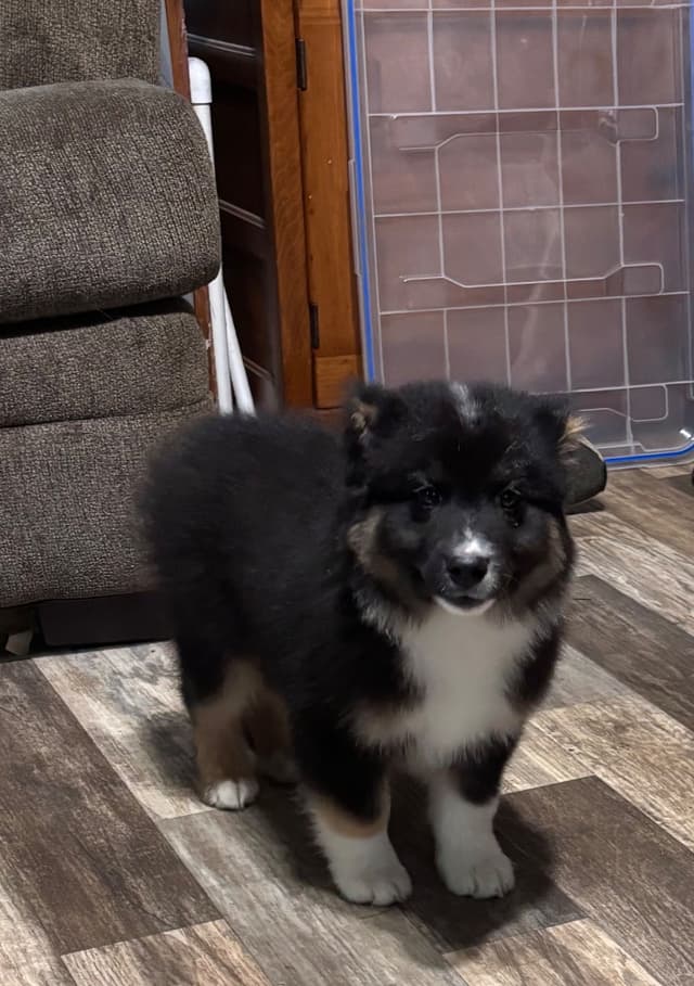 Miniature American Shepherd Puppies media 5