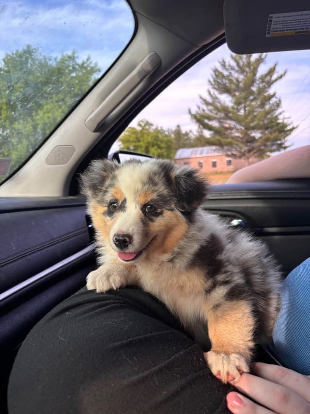 Miniature American Shepherd Puppies media 7