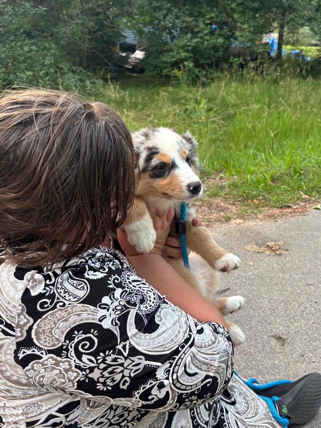 Miniature American Shepherd Puppies media 8