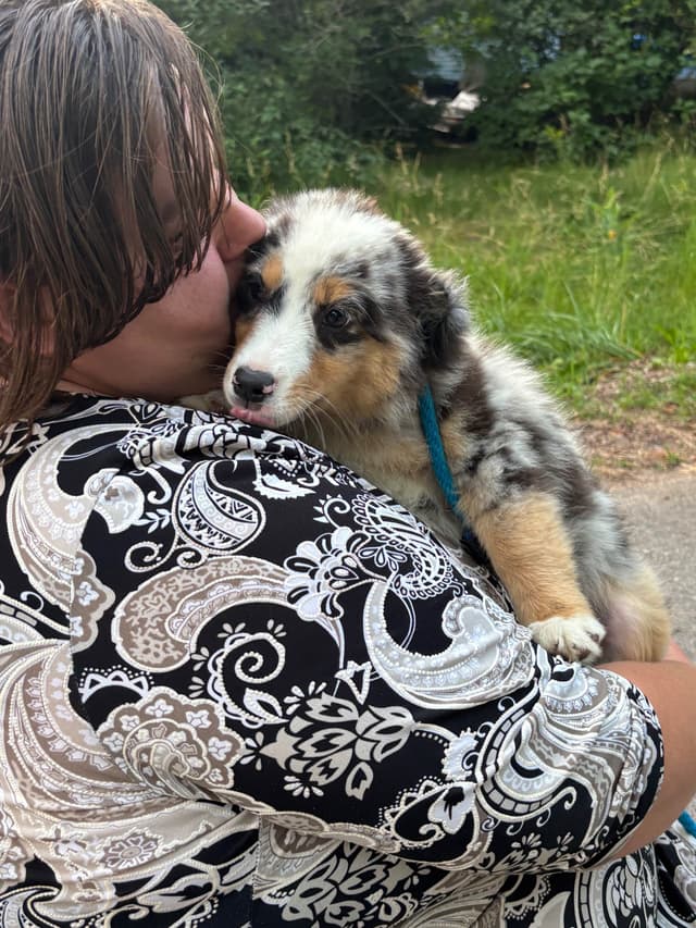 Miniature American Shepherd Puppies media 9