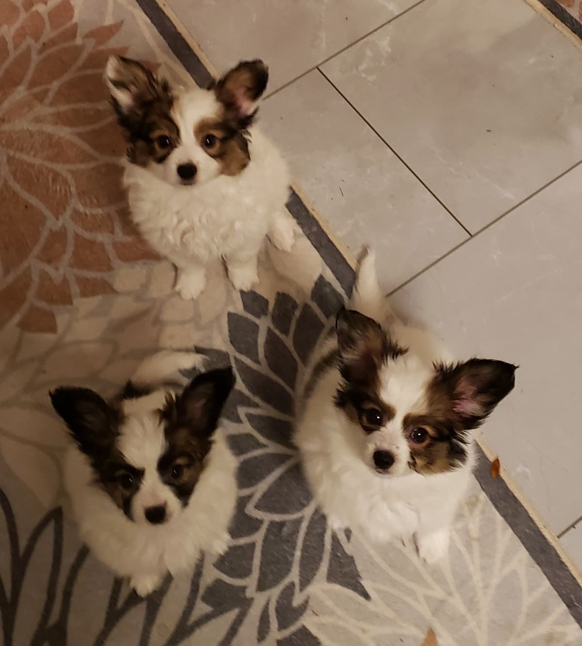 Papillon Puppies of Plymouth County, MA breeder image 1
