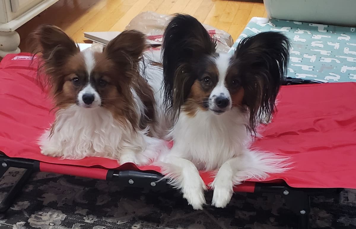 Papillon Puppies of Plymouth County, MA breeder image 2