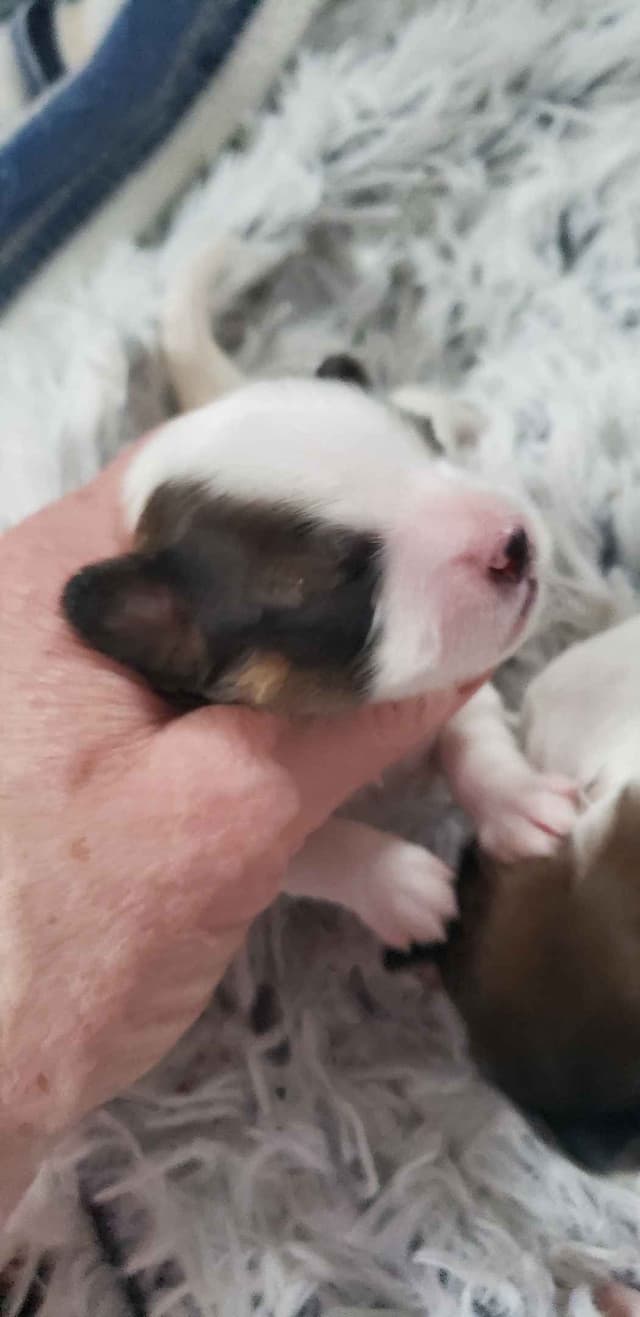 Papillon Puppies of Plymouth County, MA media 3